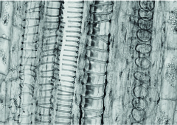 Embedded figure page 21