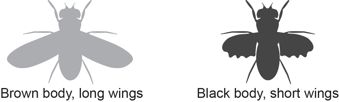 Embedded figure page 15